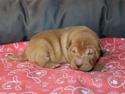 Les chiots de Shar Pei