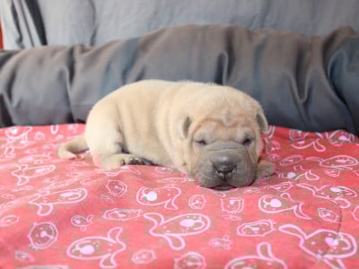 Les chiots de Shar Pei