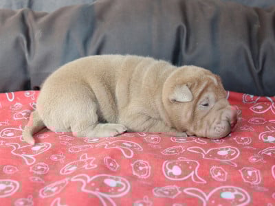 Les chiots de Shar Pei