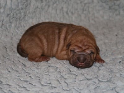 Les chiots de Shar Pei