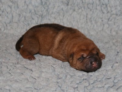 Les chiots de Shar Pei