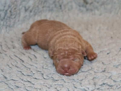 Shar Pei