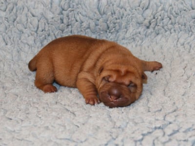 B... du Bouquet d'Epices - Shar Pei