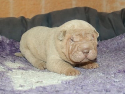 Les chiots de Shar Pei