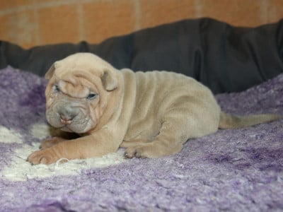 Les chiots de Shar Pei