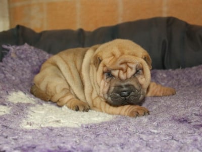 Les chiots de Shar Pei
