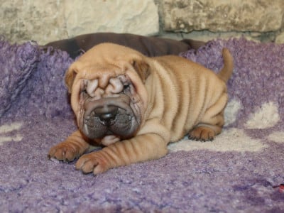 Les chiots de Shar Pei