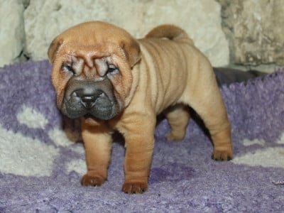 Les chiots de Shar Pei