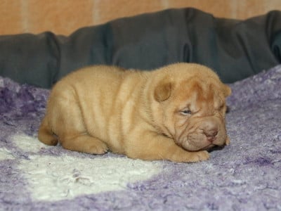 Les chiots de Shar Pei