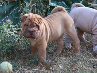 Les chiots de Shar Pei
