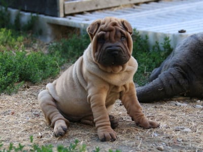 Les chiots de Shar Pei