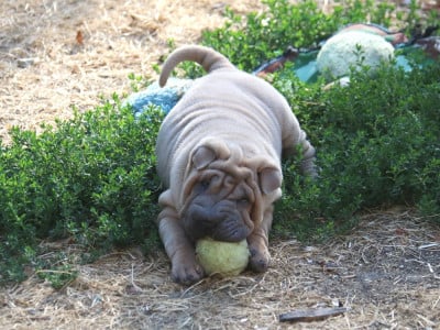 Les chiots de Shar Pei