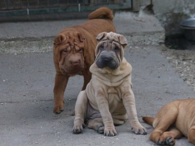 Les chiots de Shar Pei