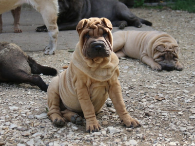 Les chiots de Shar Pei
