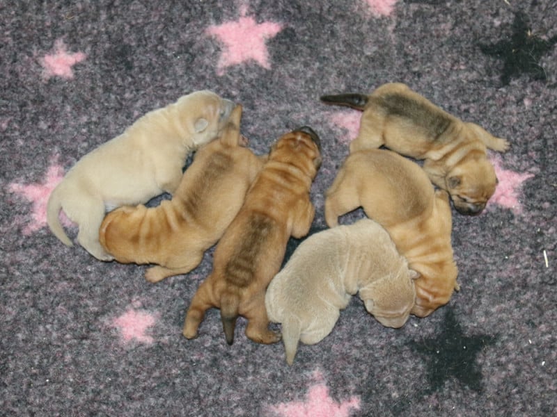 Shar Pei - du Bouquet d'Epices