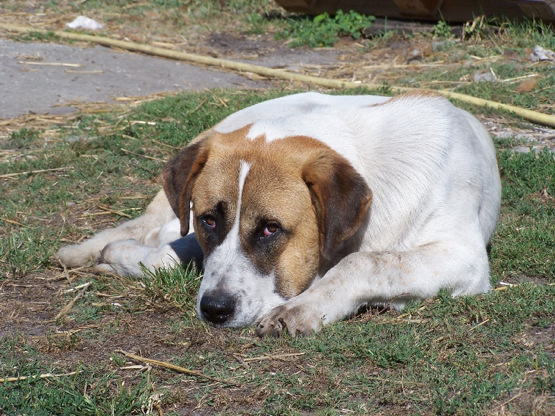 Publication : des gardiens des etoiles