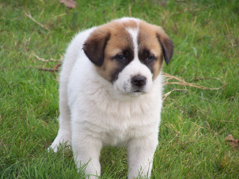 Publication : des gardiens des etoiles