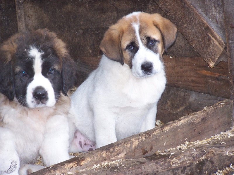 Publication : des gardiens des etoiles