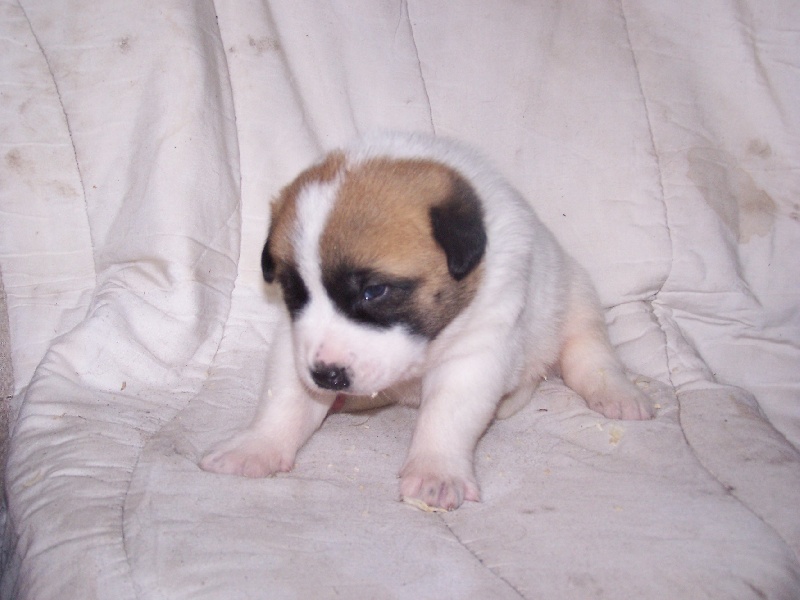 Publication : des gardiens des etoiles