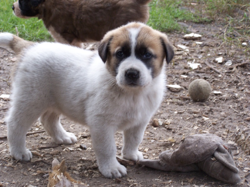 Publication : des gardiens des etoiles
