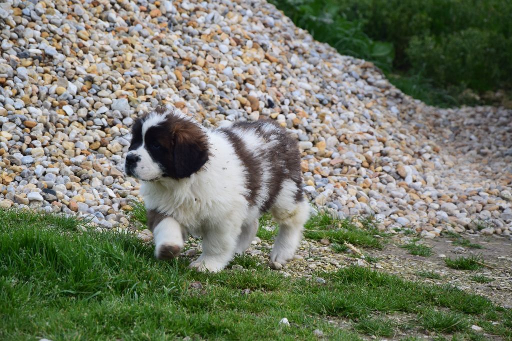 Le Chien Gardien D étoiles