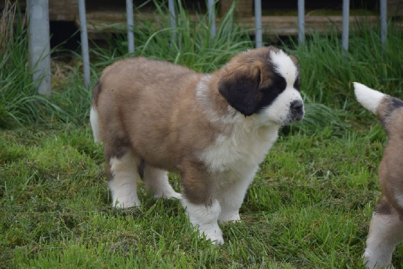 Le Chien Gardien D étoiles