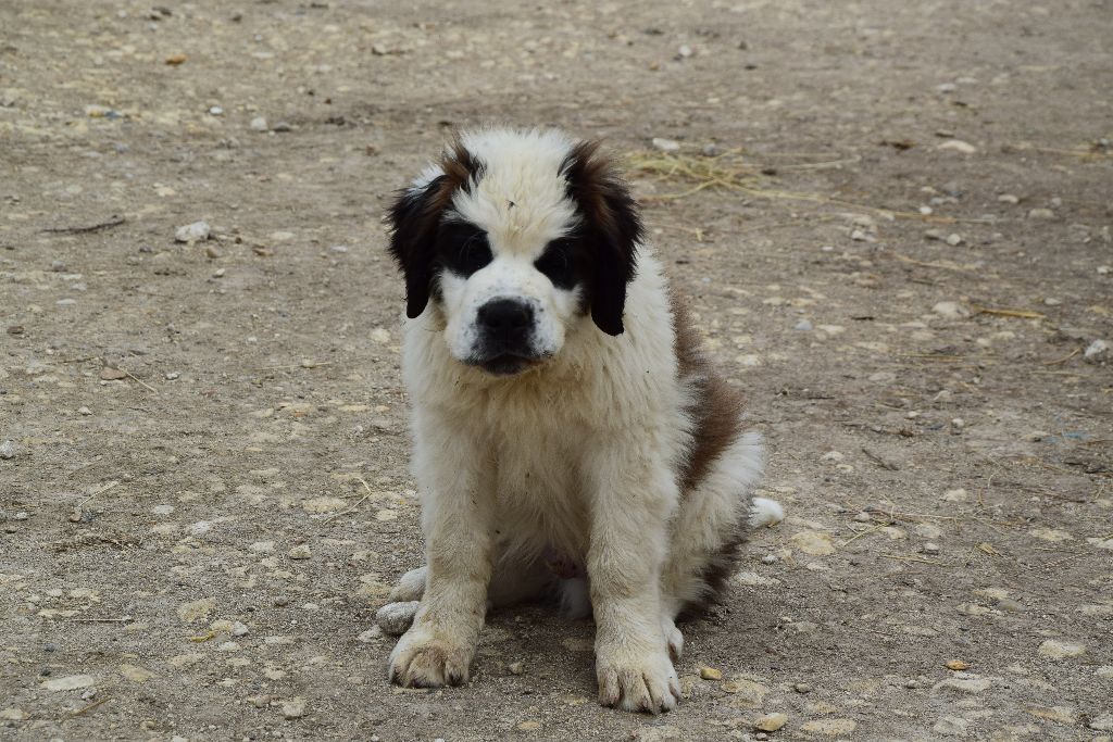 Le Chien Gardien D étoiles