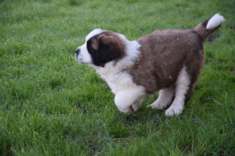Le Chien Gardien D étoiles