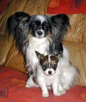 De Majolian Brunelle