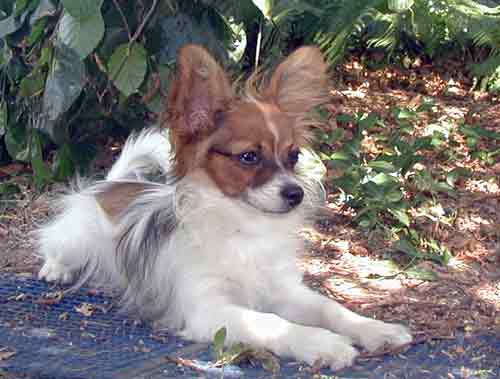 De Majolian Brunelle