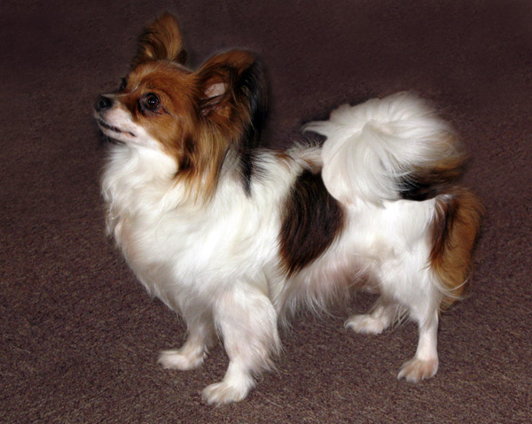 De Majolian Brunelle