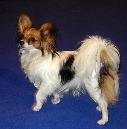 De Majolian Brunelle