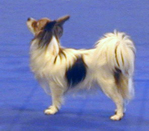 De Majolian Brunelle