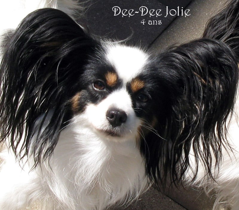 De Majolian Dee-dee jolie