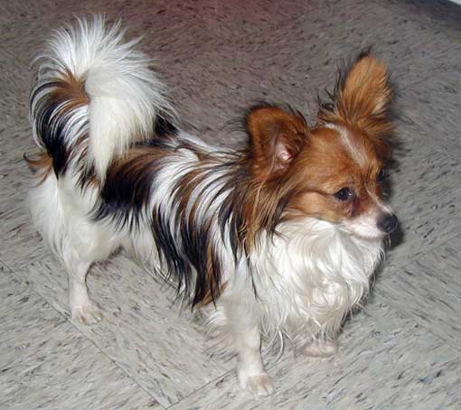 De Majolian Brunelle