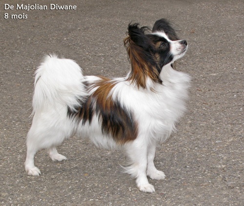 De Majolian Diwane - VV2 (2e Très Prometteur), derrière sa soeur