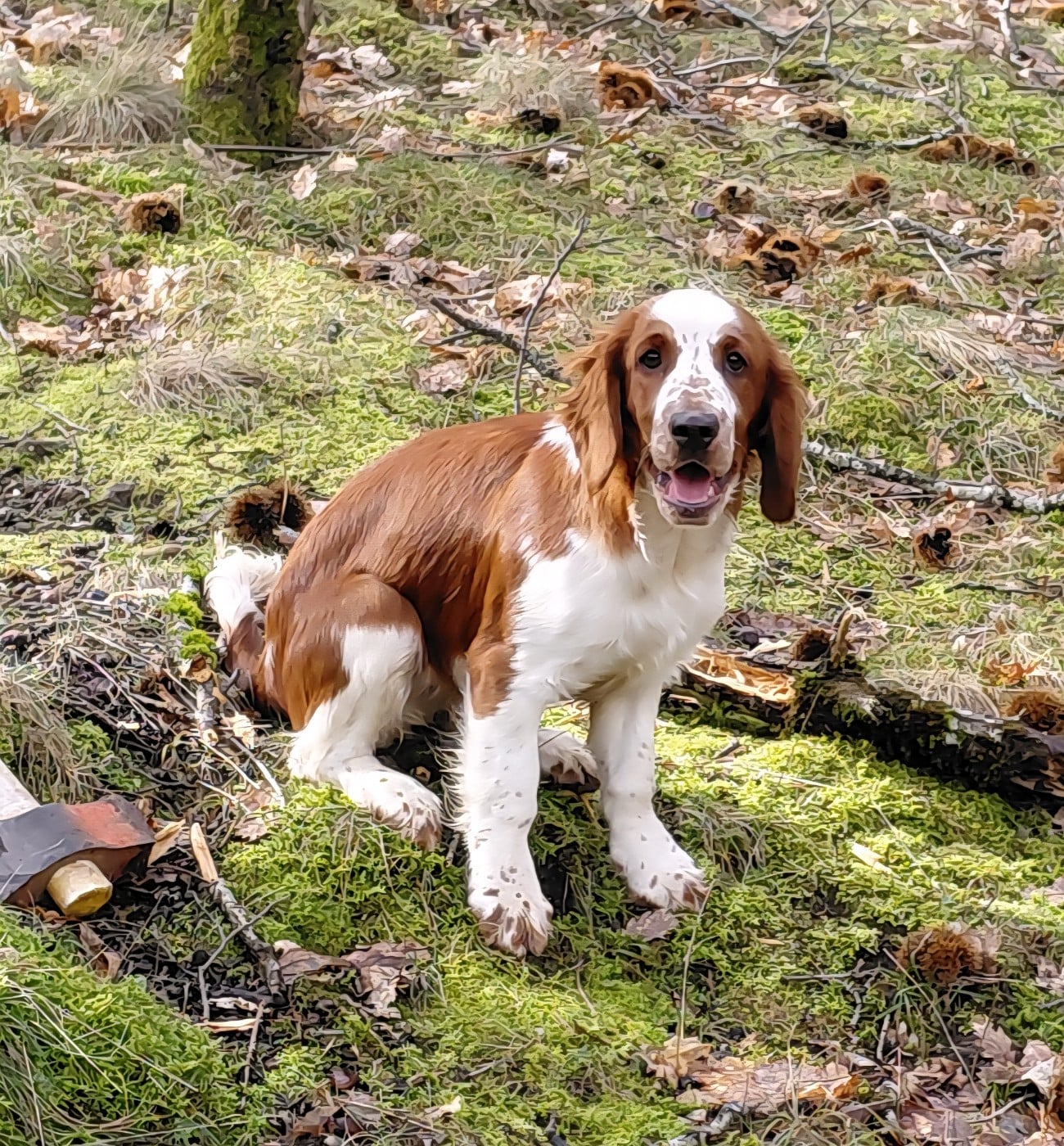 Publication : des Hauts de L'Espinouse Auteur : Véronique Villeneuve Grajwoda