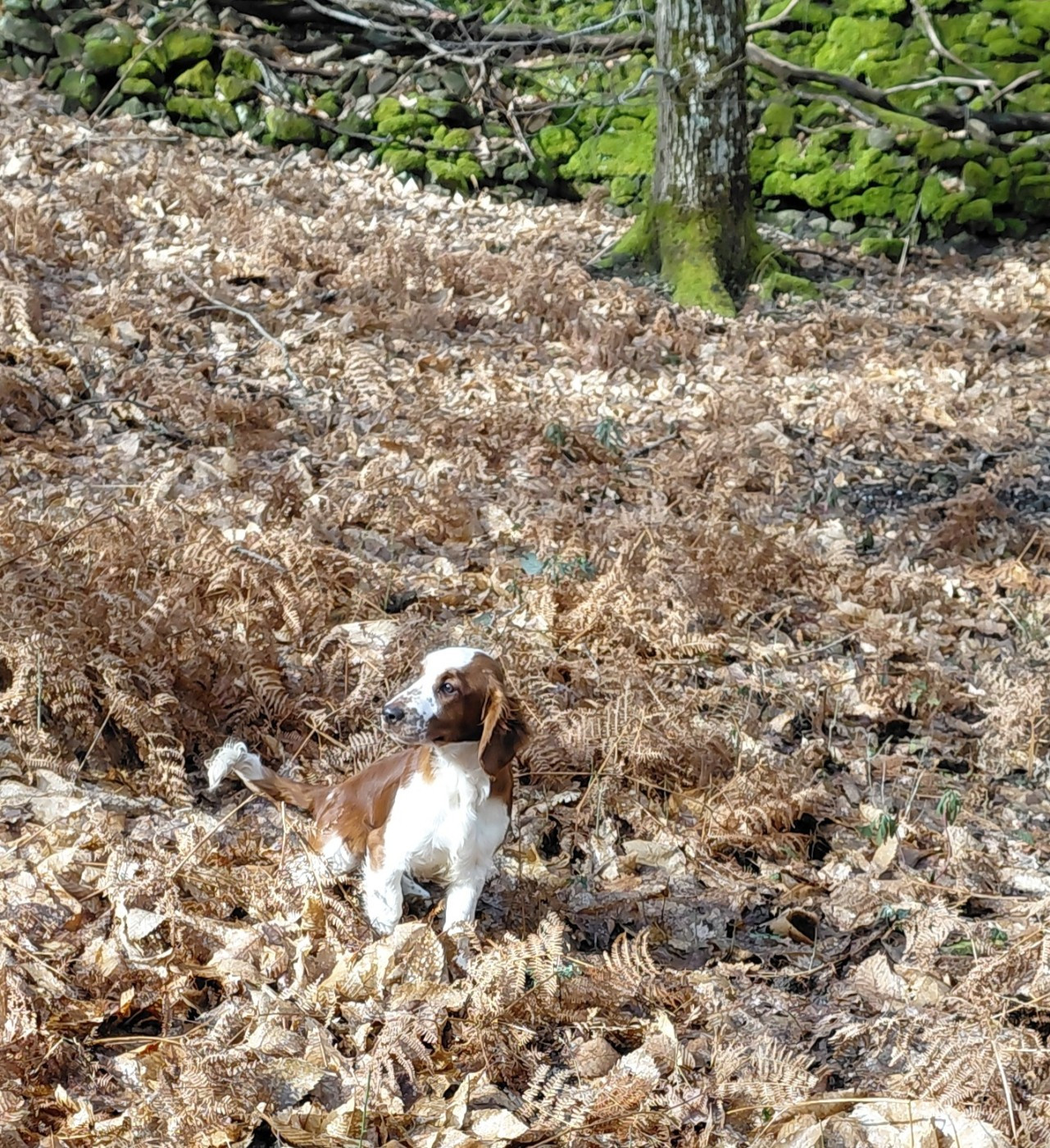 Publication : des Hauts de L'Espinouse Auteur : Véronique Villeneuve Grajwoda