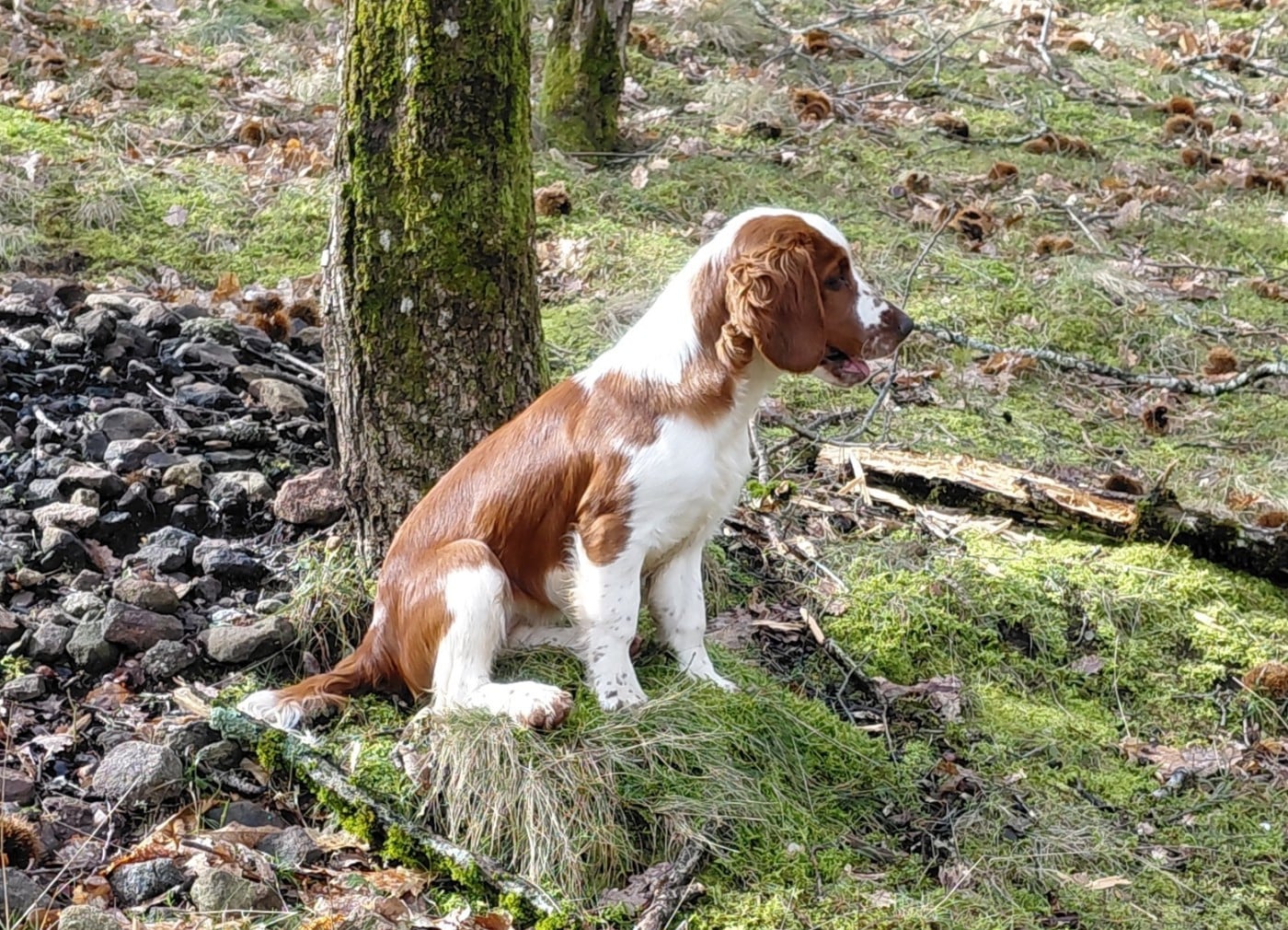 Publication : des Hauts de L'Espinouse Auteur : Véronique Villeneuve Grajwoda