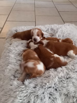 des Hauts de L'Espinouse