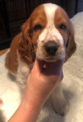 Les chiots de Welsh Springer Spaniel