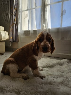 Les chiots de Welsh Springer Spaniel