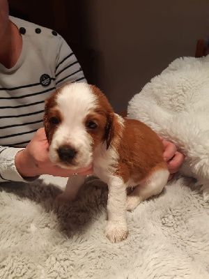 Les chiots de Welsh Springer Spaniel