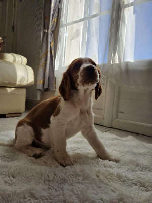 Les chiots de Welsh Springer Spaniel