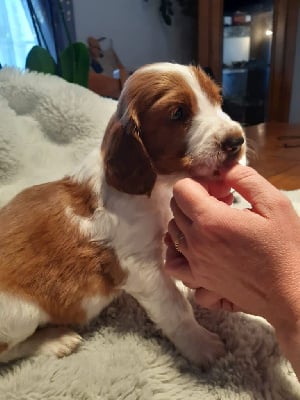 Les chiots de Welsh Springer Spaniel