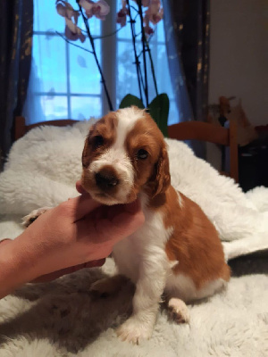 Les chiots de Welsh Springer Spaniel