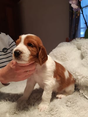 Les chiots de Welsh Springer Spaniel