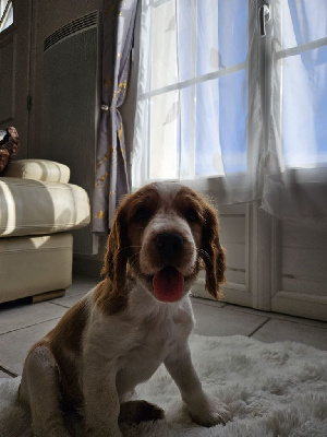Les chiots de Welsh Springer Spaniel