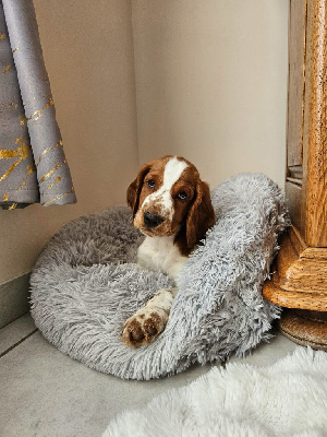 Les chiots de Welsh Springer Spaniel