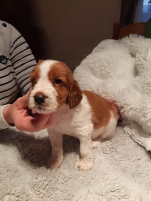 Les chiots de Welsh Springer Spaniel